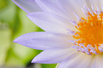 Lotus closeup
