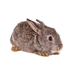 Cute rabbit