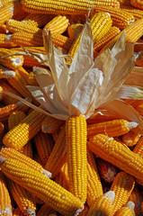 Corn © savcoco