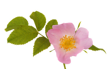 Obraz premium Flower hips isolated