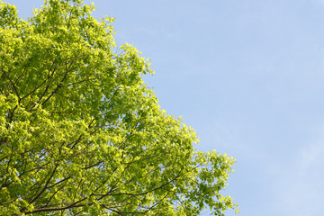 fresh green and blue sky