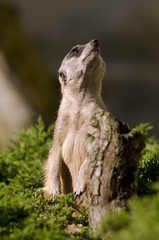 Meerkat/suricate