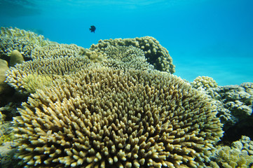 Diving in Egypt