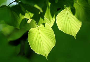 Fototapeta na wymiar zielone liście świecące w słońcu