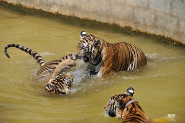 Three tigers play in water