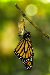 Obraz premium Monarch Butterfly Birth
