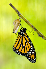 Fototapeta premium Monarch Butterfly Birth