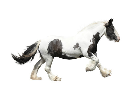 Irish cob on a white background