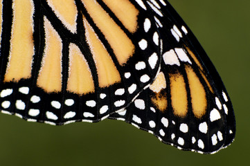 Obraz premium Monarch Butterfly