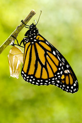 Naklejka premium Monarch Butterfly Birth