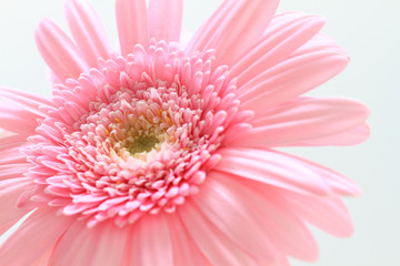 ピンクのガーベラ　アップ