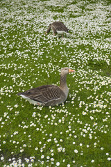 Geese in the grass and daisies