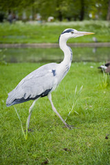 Heron neck bent walking