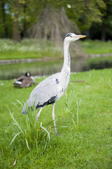 Heron neck stretched