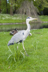Heron side walk