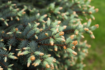 spruce branches