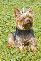 Yorkshire terrier