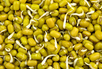 close up of sprouted seeds of green gram - obrazy, fototapety, plakaty