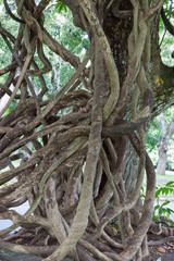 enchevêtrement de lianes et de racines