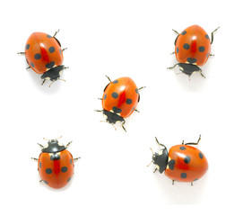 Fototapeta premium red ladybug
