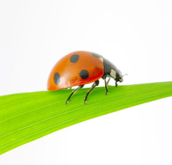 ladybug