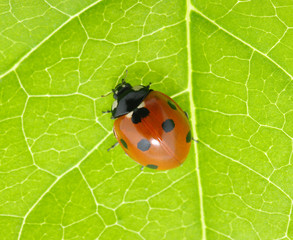 ladybug