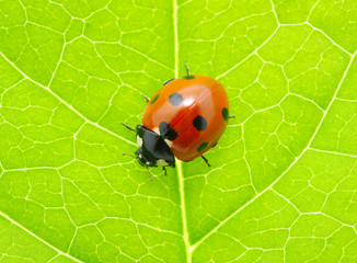 ladybug