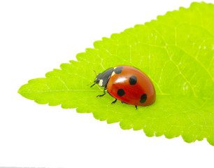 Fototapeta premium ladybug