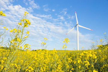 Windmill in rape field, focus on rape