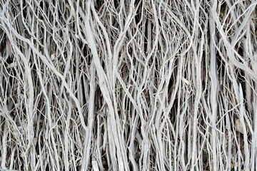 Dried twigs striped wood texture pattern background wallpaper