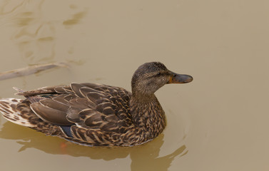Brown Mallard