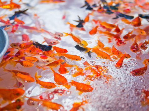 1 815 Best 金魚すくい Images Stock Photos Vectors Adobe Stock 1 815 Best 金魚すくい Images Stock Photos Vectors Adobe Stock