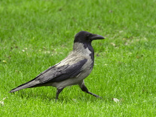 Hooded Crow