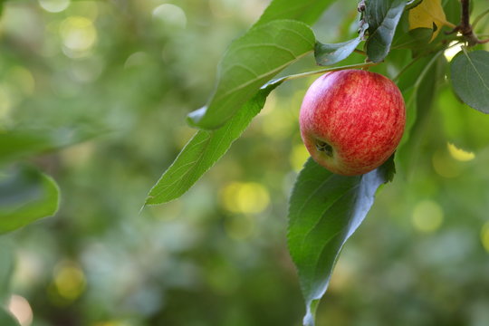 Ripe Red Apple On A Tree