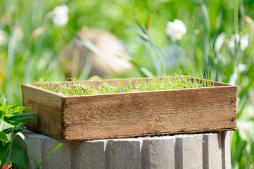 Wooden Crate with Seedlings in the Yard