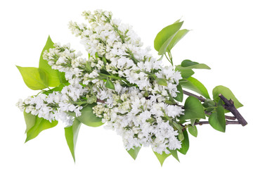 Isolated white lilac branches