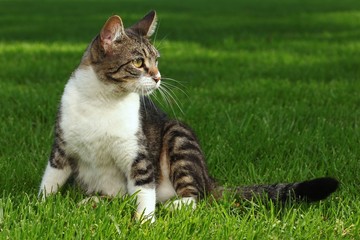 Cat Playing Outdoors on the Grass