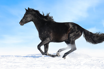 Fototapeta na wymiar Czarny koń biegnie galopem na tle nieba