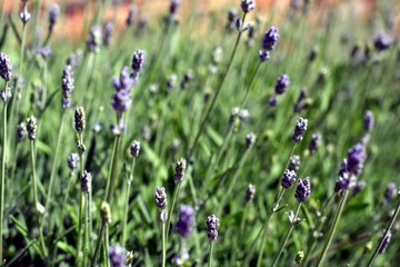 Bloomy flowers of Lavender outside