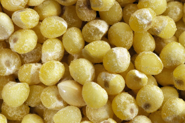 Yellow millet macro