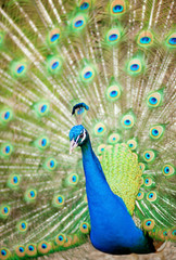 Obraz premium Peacock showing its beautiful feathers