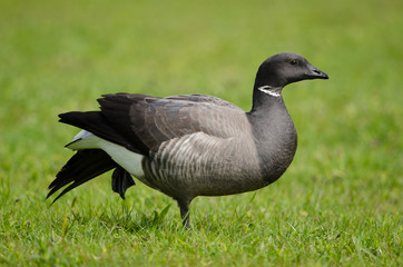 Ringelgans, Brant Goose, Branta bernicla