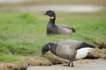 Ringelgans, Brant Goose, Branta bernicla