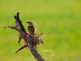 Sounds of Nature