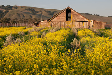 Mustard Blooming on the Farm