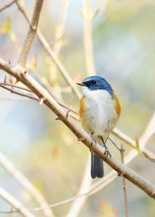 止まり木のルリビタキ