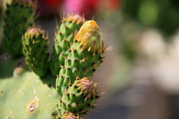 Fiori e frutti di fico d'india