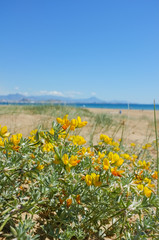 Obraz premium Mediterranean spring