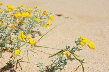 Beach flowers