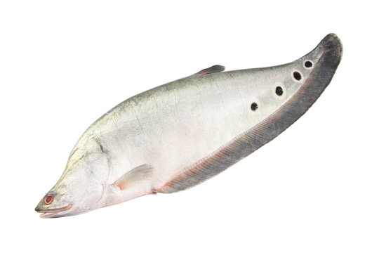 Single featherbacks fish on white background.